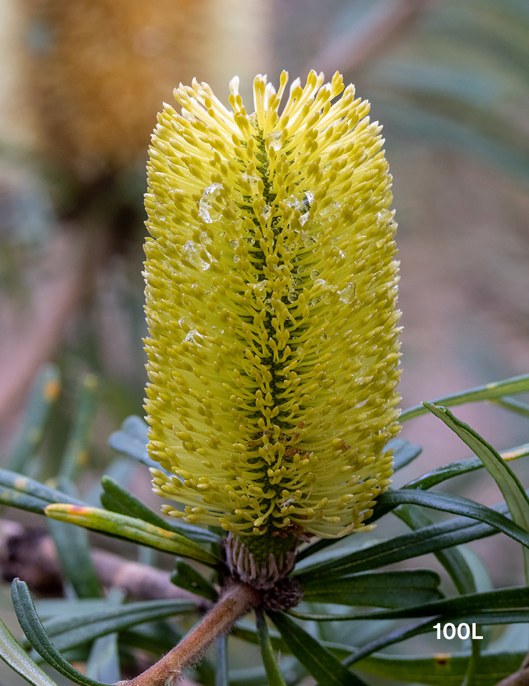 Banksia marginata - Evergreen Trees Direct