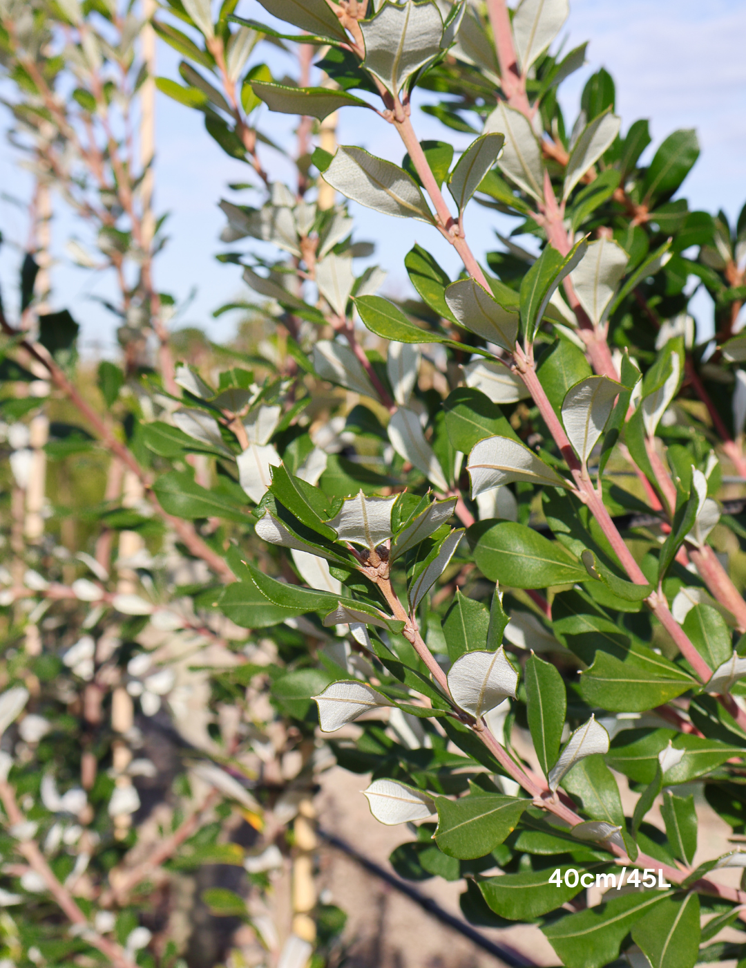 Banksia integrifolia 'Sentinel'