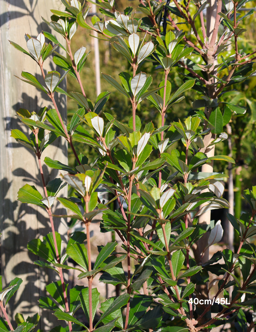 Banksia integrifolia 'Sentinel'
