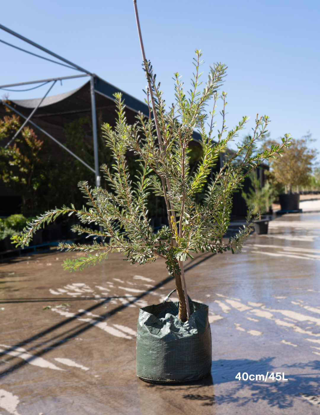Banksia marginata