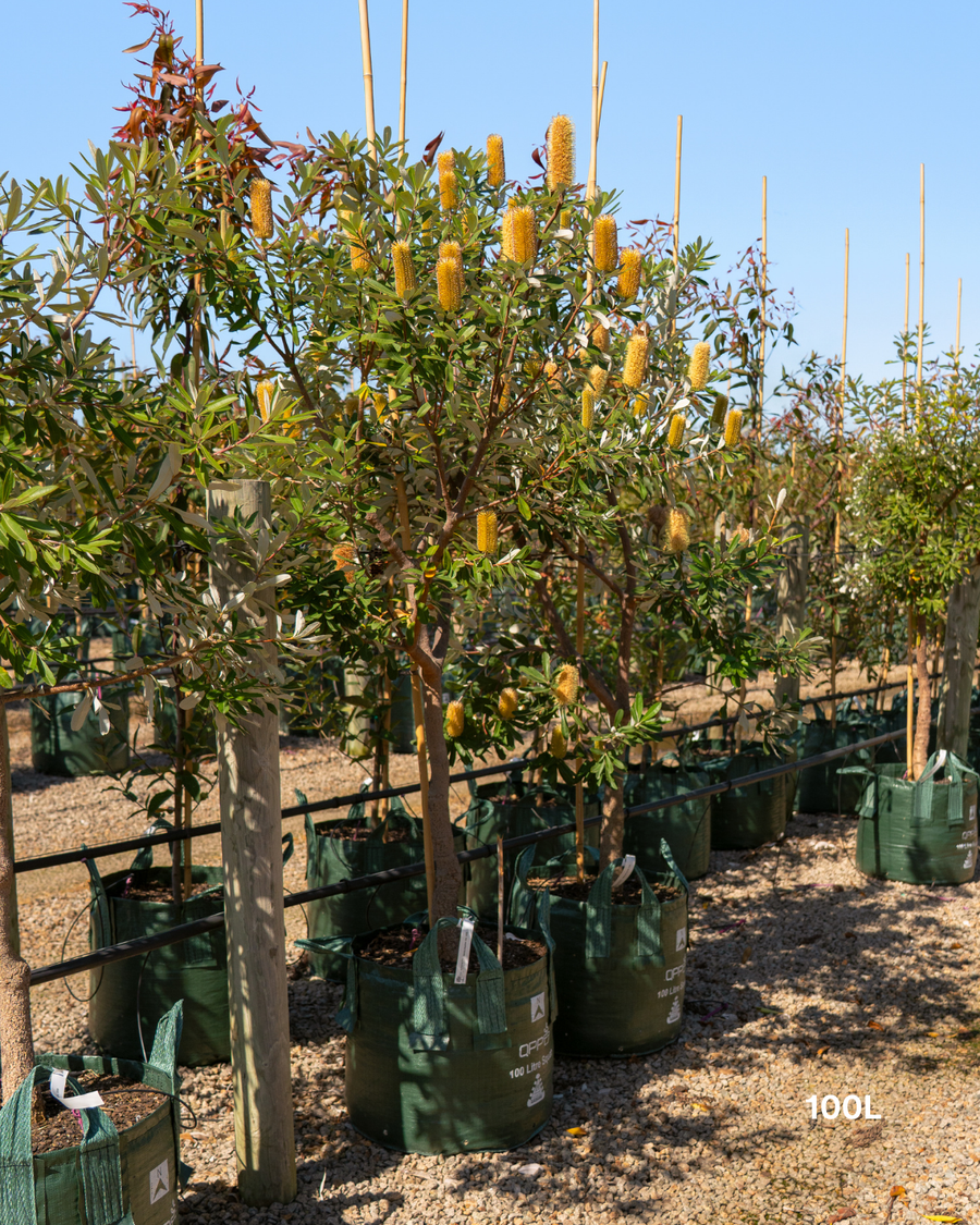 Banksia integrifolia Coast Banksia