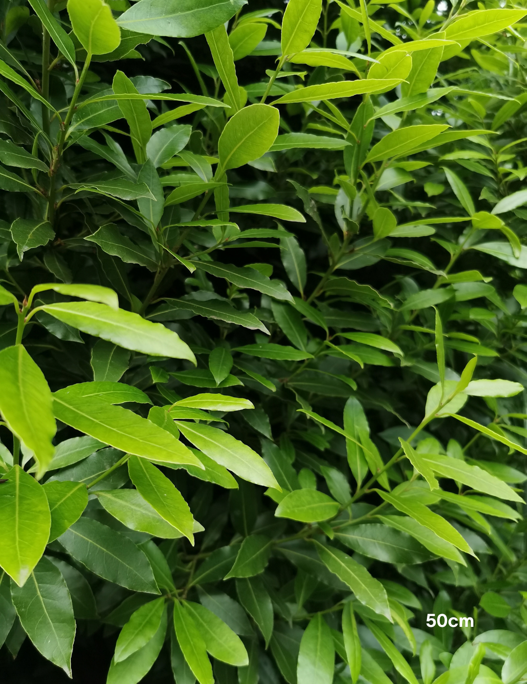 Laurus nobilis 'Miles Choice' - Bay Tree - Evergreen Trees Direct