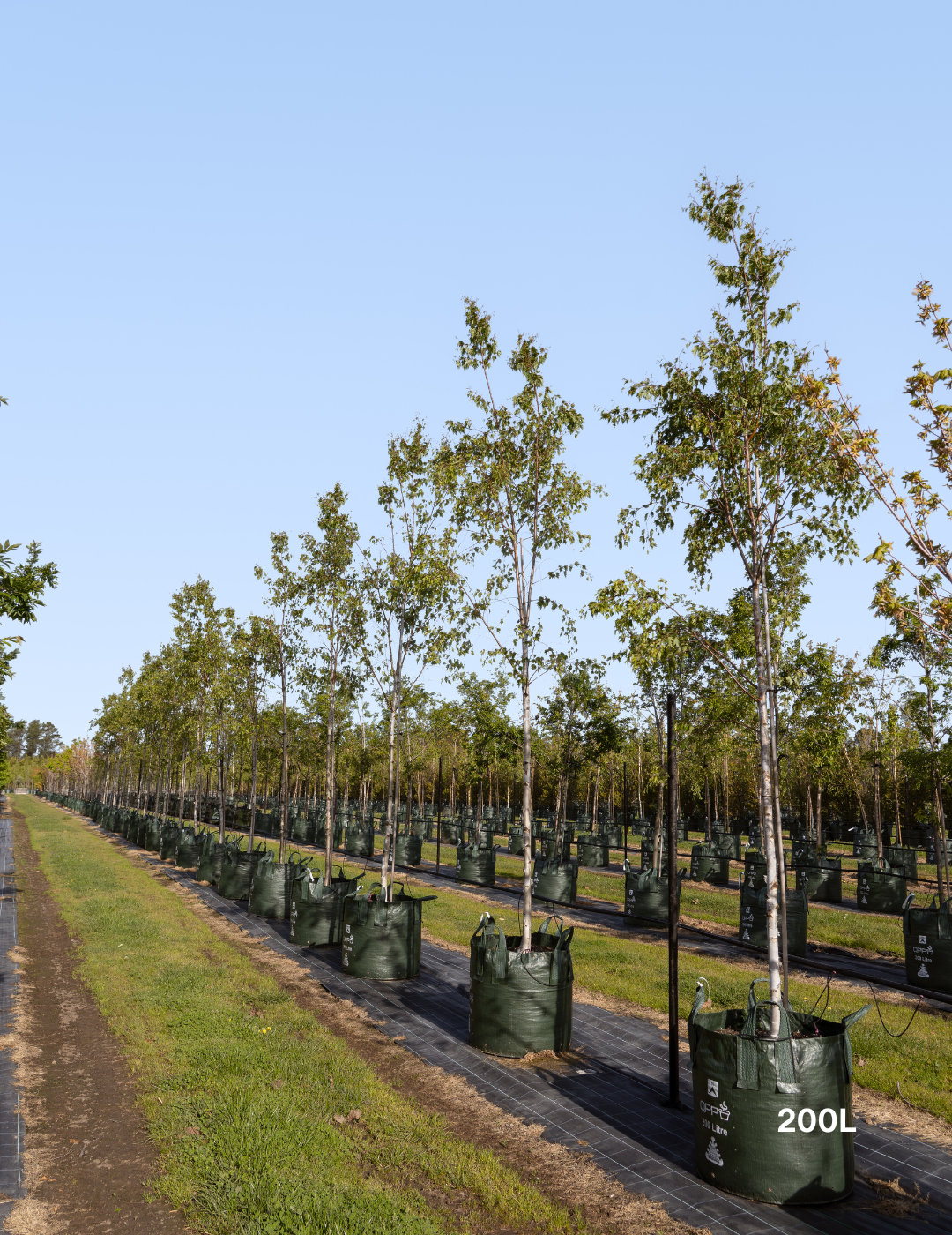 Betula pendula ‘Fastigiata’ – Upright Silver Birch - Evergreen Trees Direct