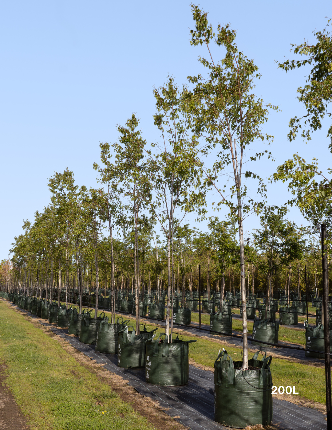 Betula pendula ‘Fastigiata’ – Upright Silver Birch - Evergreen Trees Direct