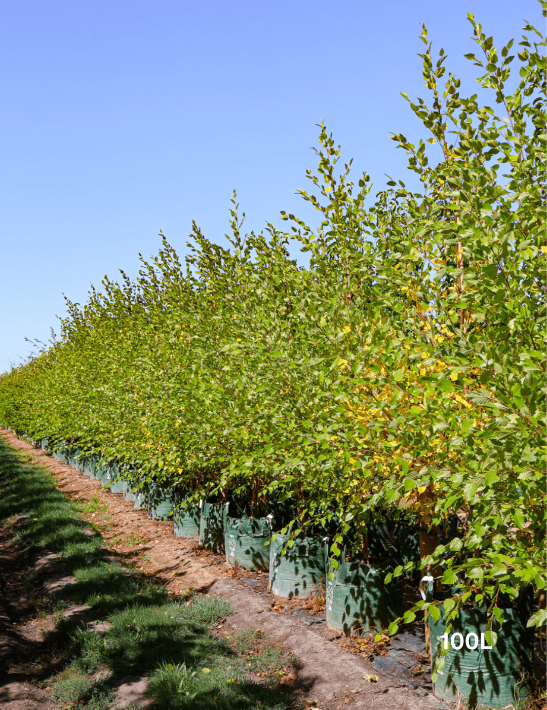 Betula pendula 'Nigra' - Black Birch - Evergreen Trees Direct