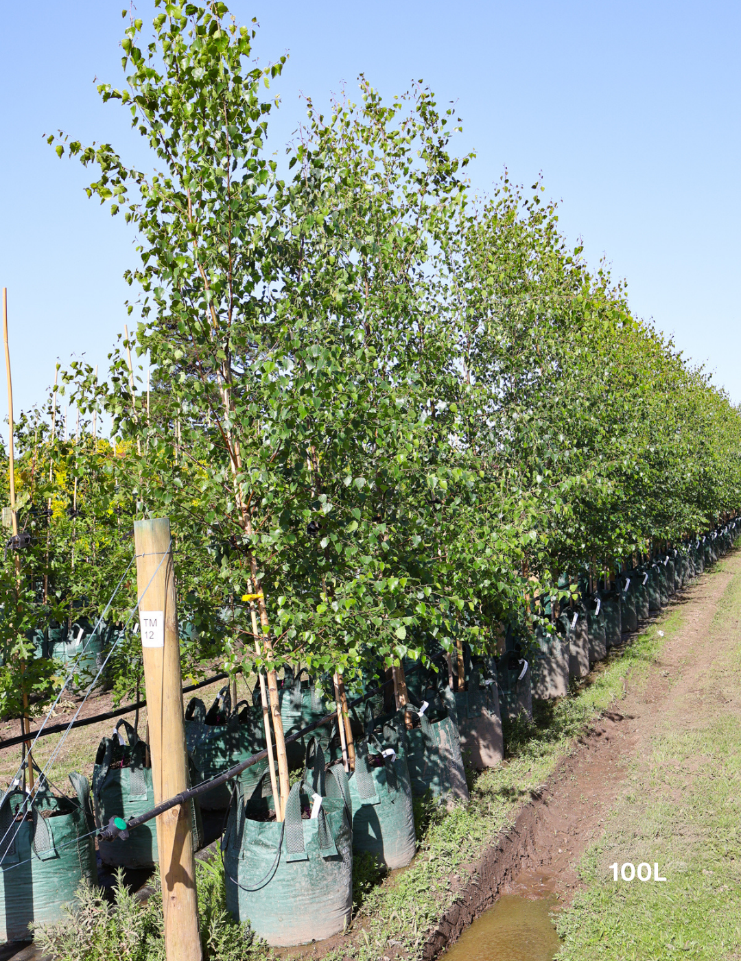 Betula pendula 'Moss White'
