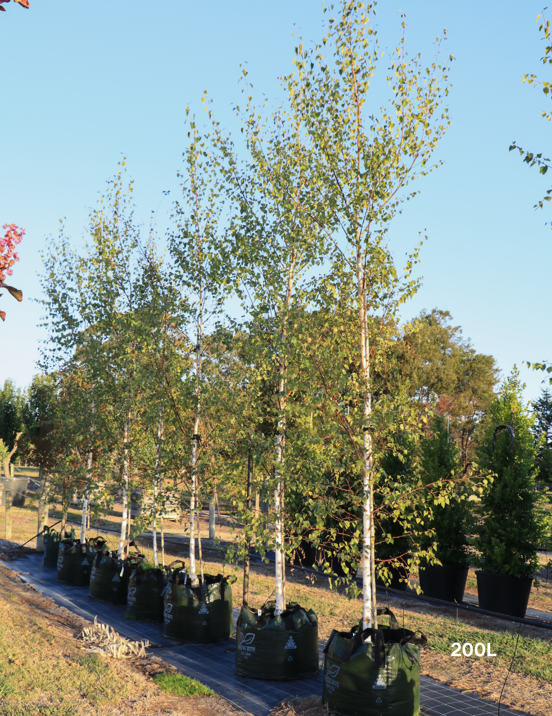 Betula pendula 'Moss White'