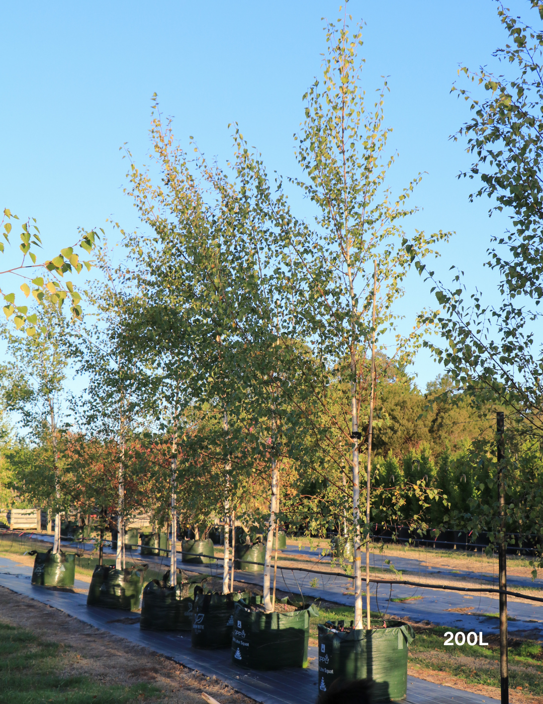 Betula pendula 'Moss White'