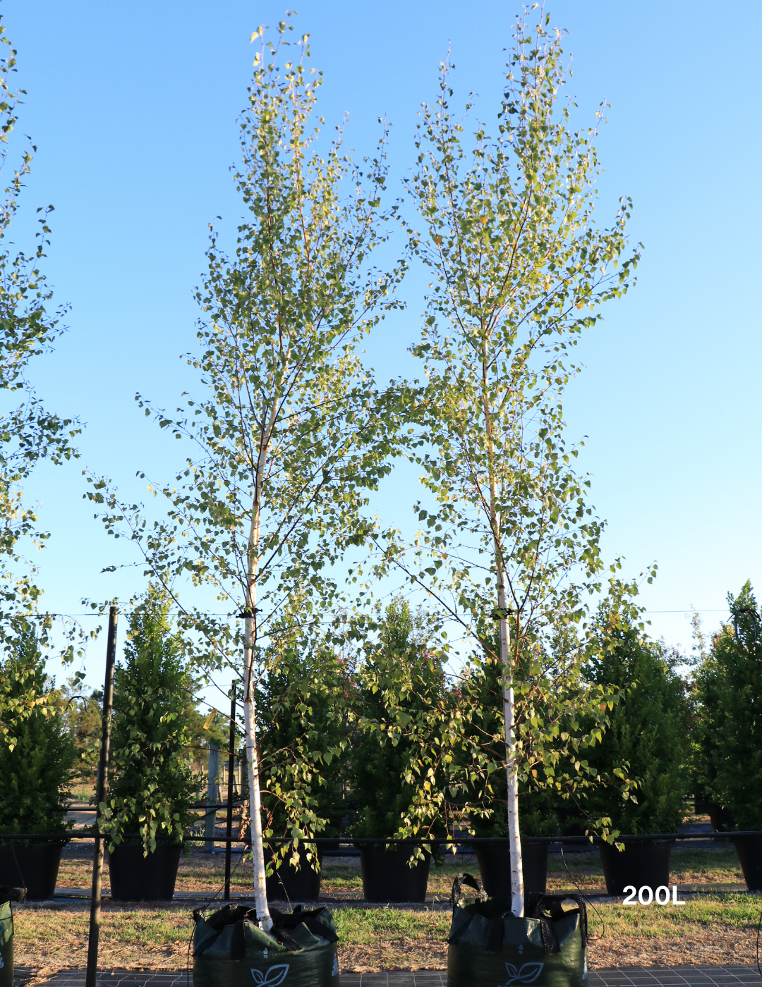 Betula pendula 'Moss White'