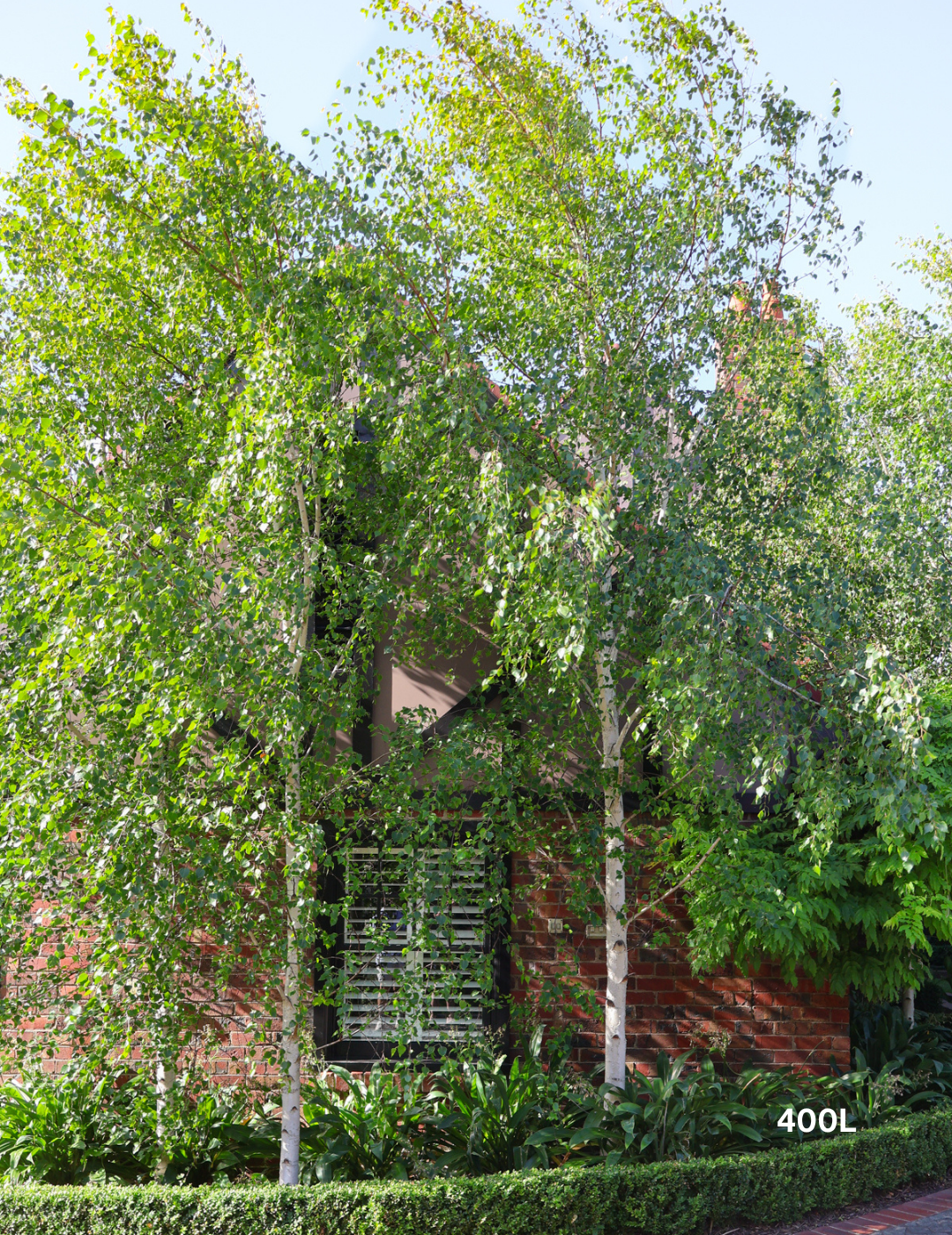 Betula pendula 'Moss White'