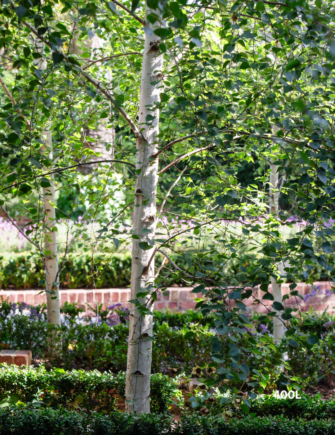 Betula pendula 'Moss White'