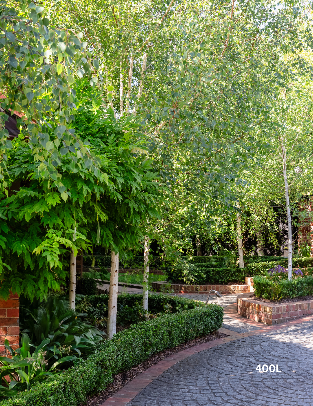 Betula pendula 'Moss White'