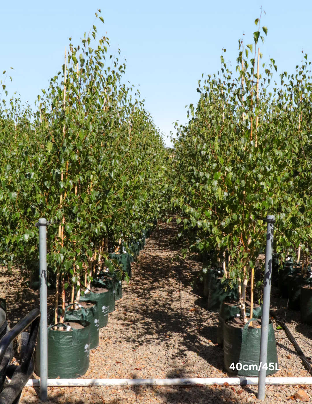 Betula pendula 'Moss White'