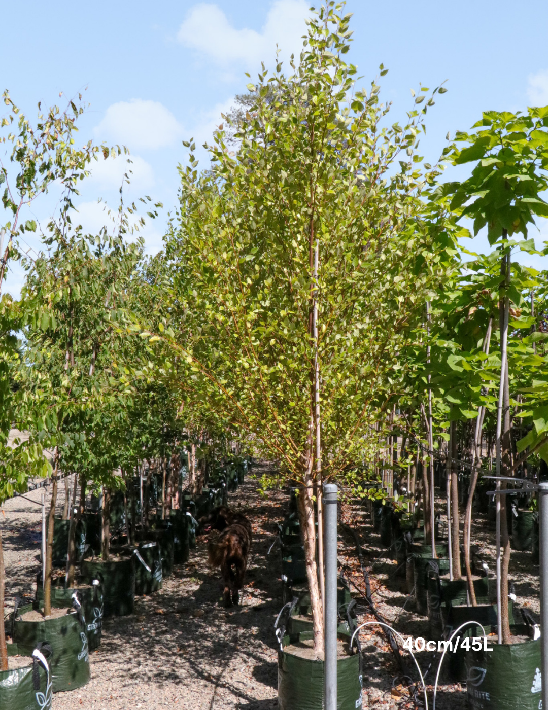 Betula pendula 'Moss White'
