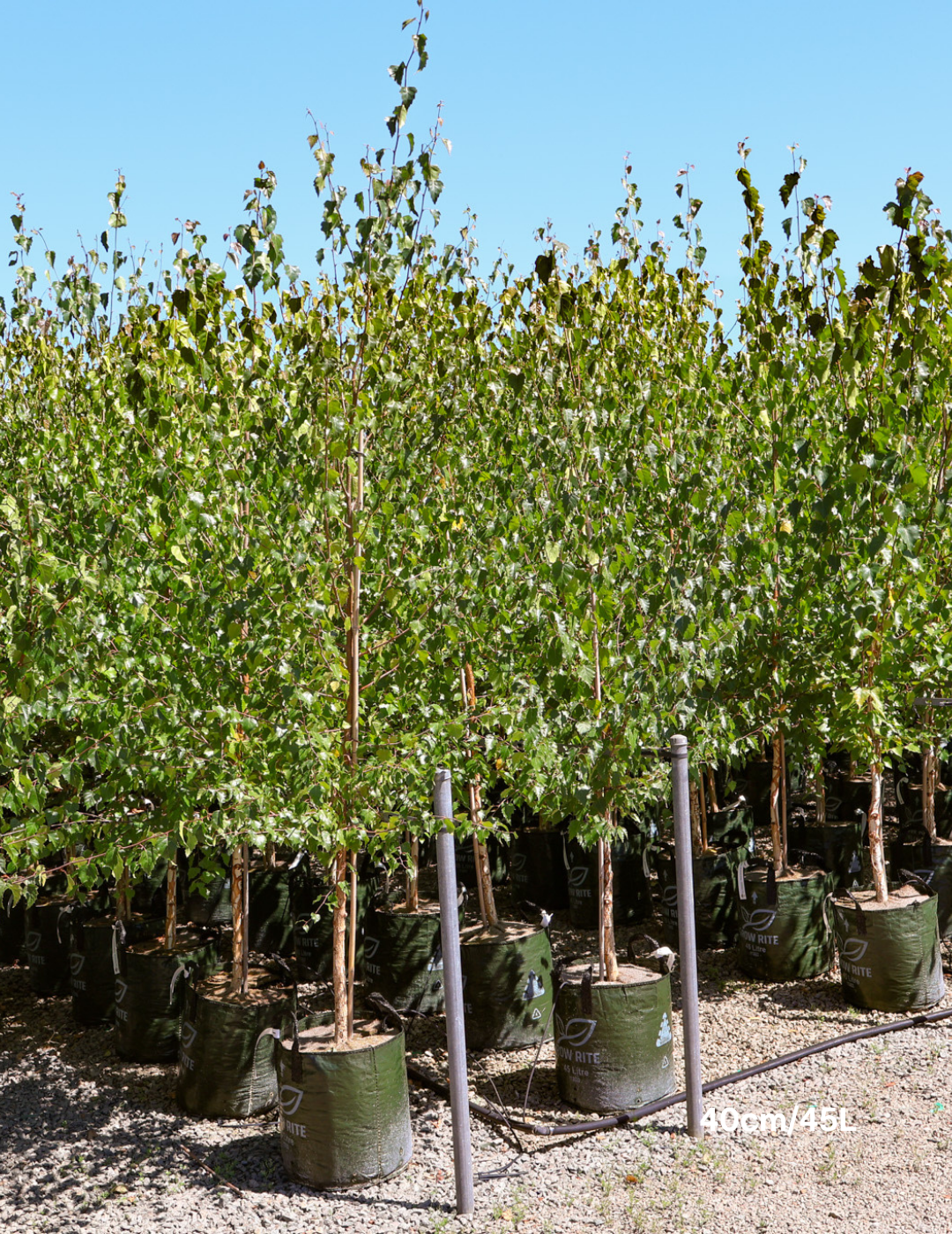 Betula pendula 'Moss White'