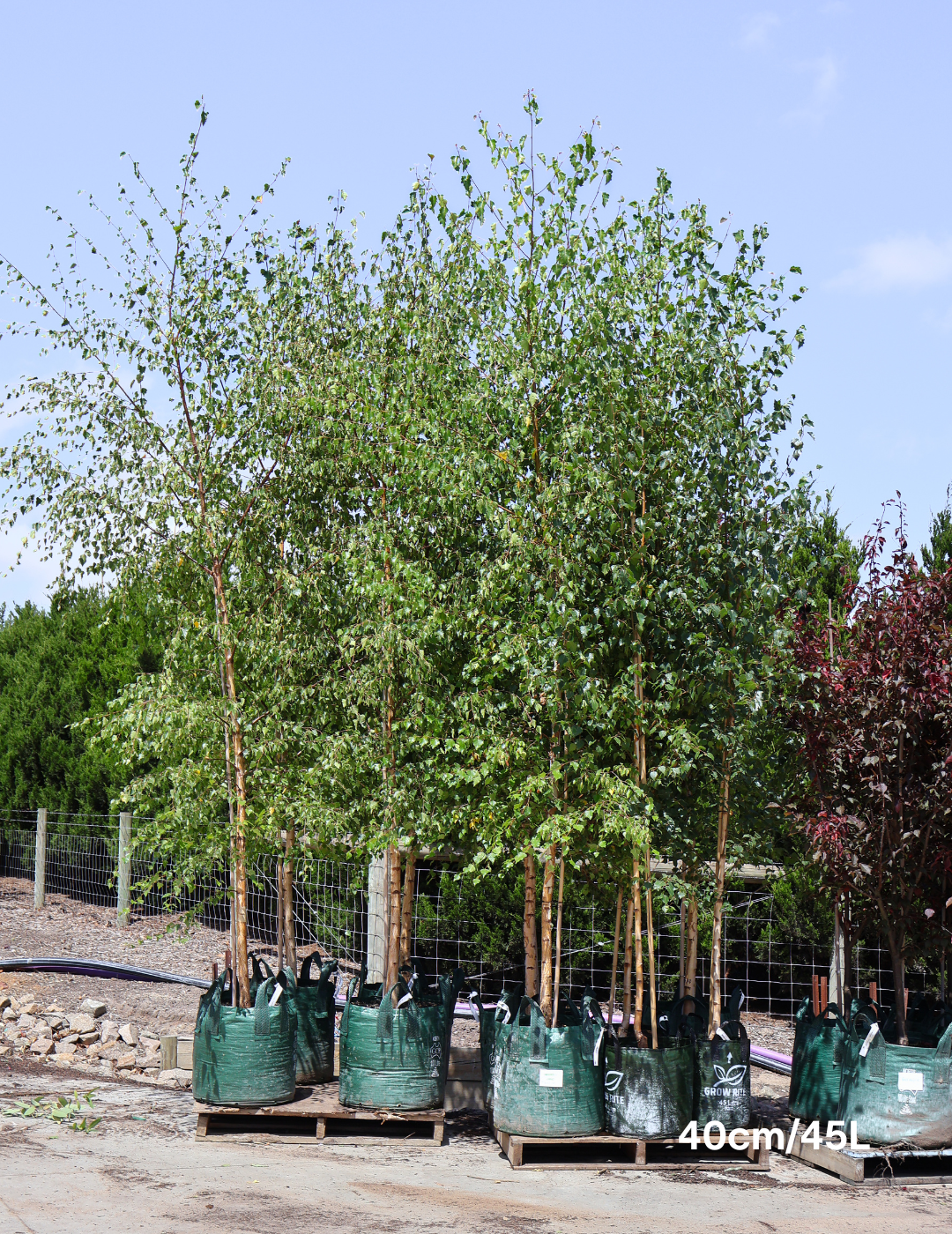 Betula pendula 'Alba' - Silver Birch - Evergreen Trees Direct