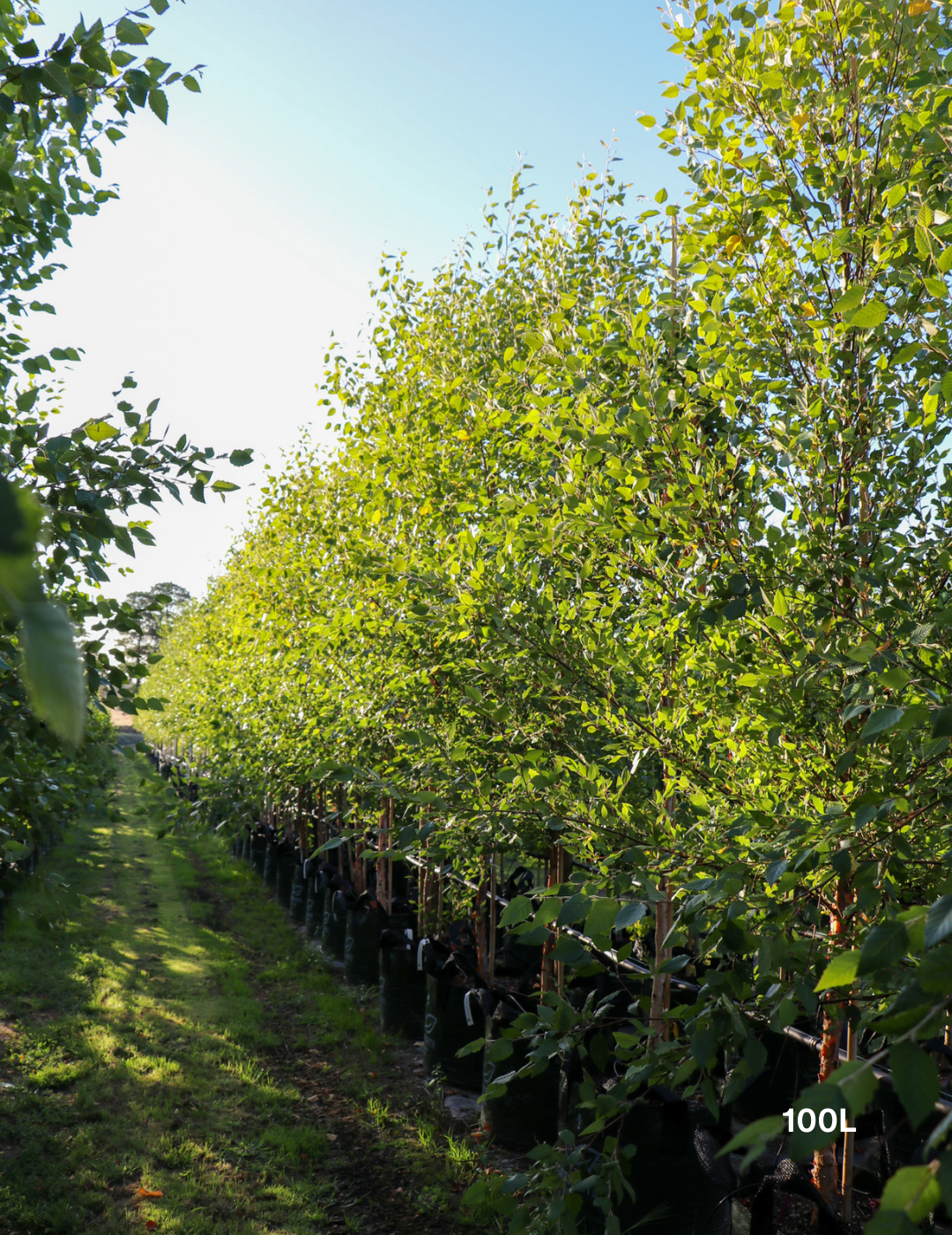 Betula pendula 'Nigra' - Black Birch - Evergreen Trees Direct