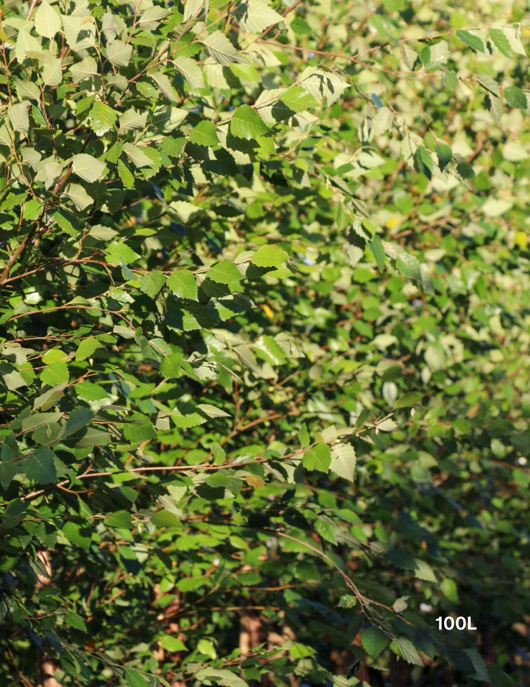 Betula pendula 'Nigra' - Black Birch - Evergreen Trees Direct