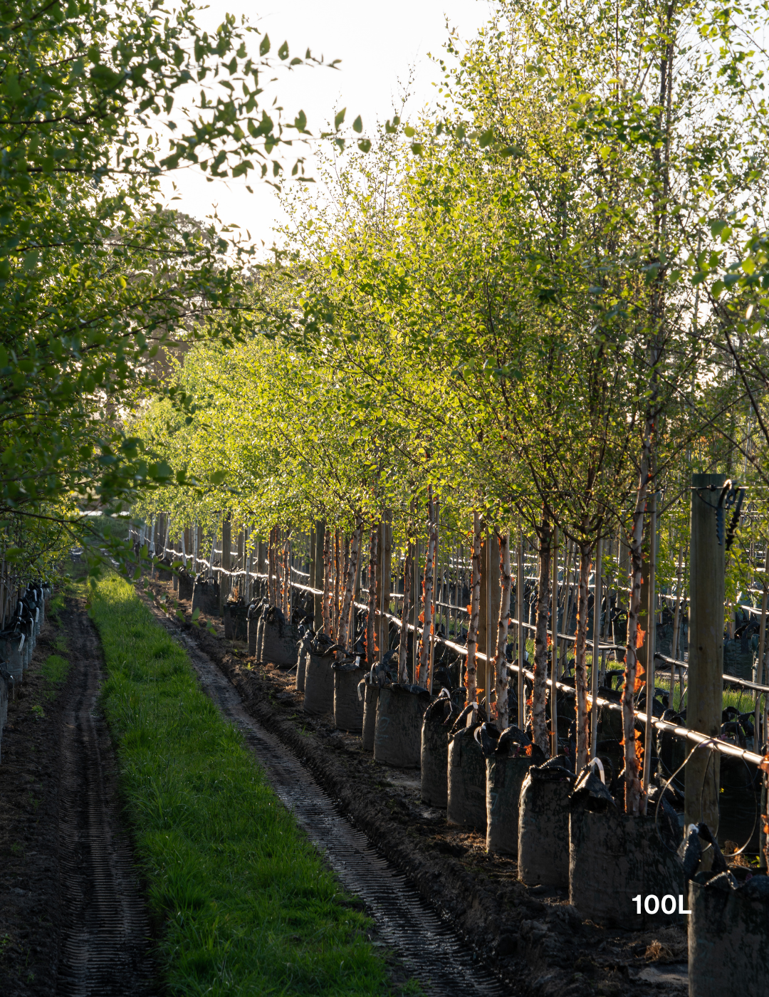 Betula pendula 'Nigra' - Black Birch - Evergreen Trees Direct