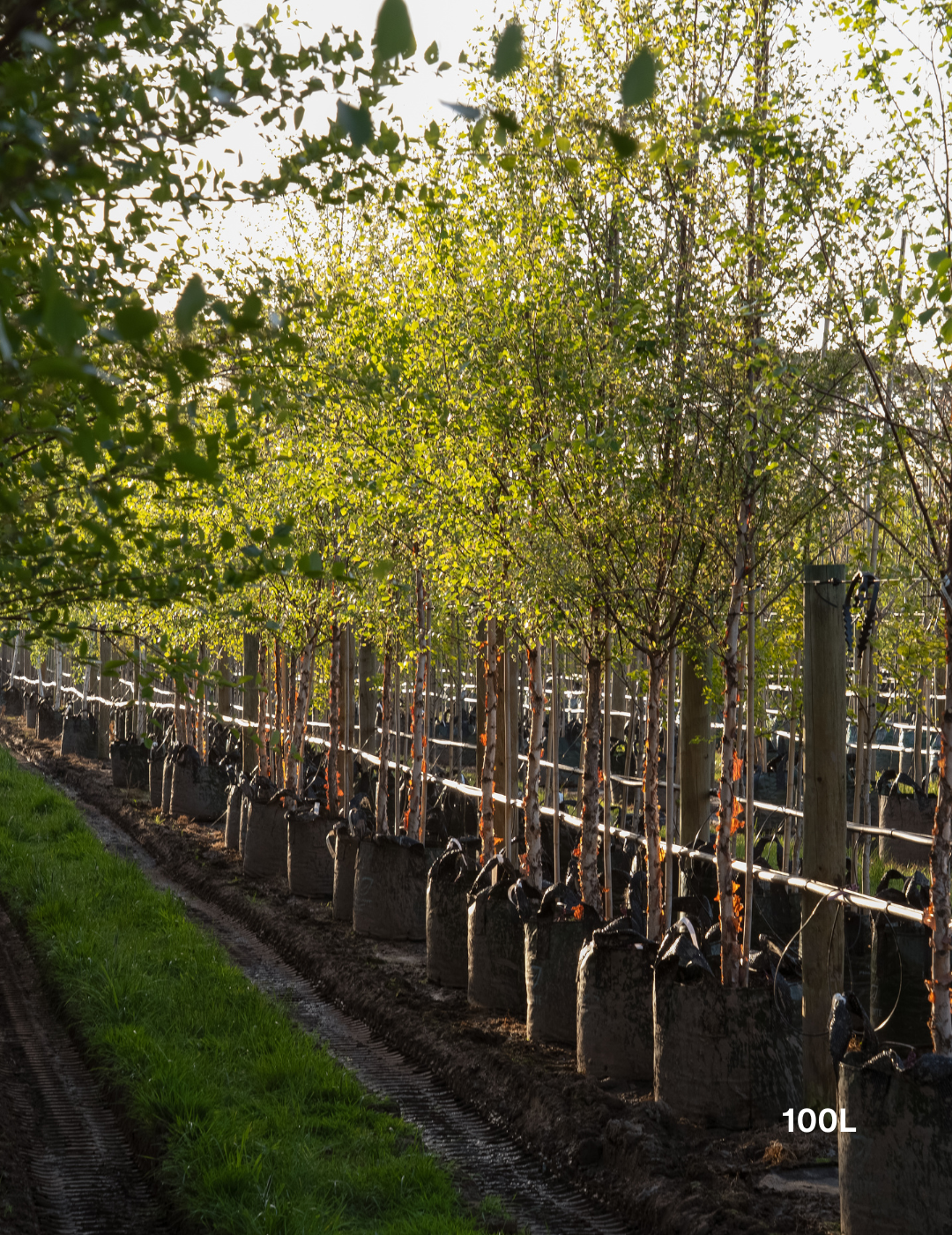 Betula pendula 'Nigra' - Black Birch - Evergreen Trees Direct