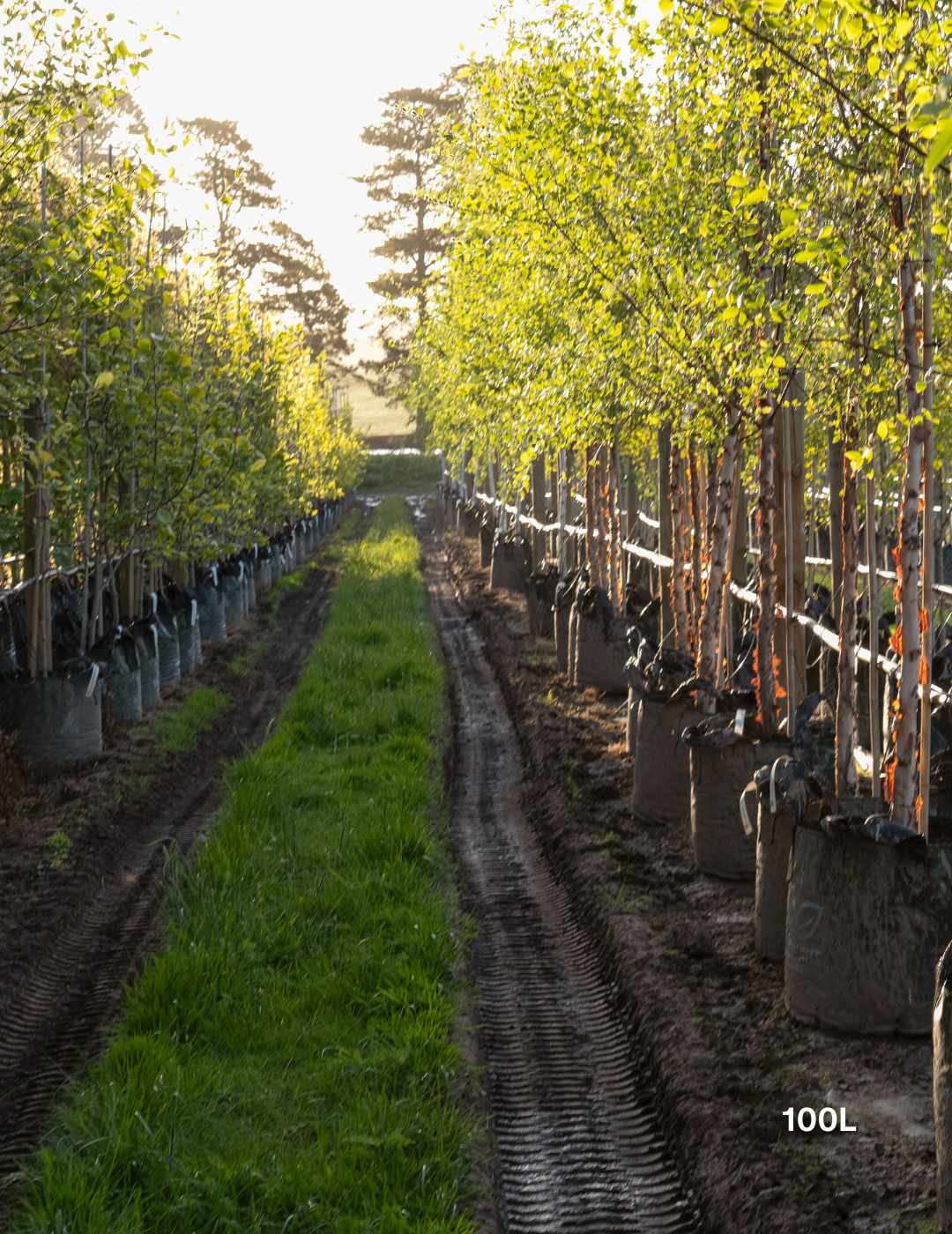 Betula pendula 'Nigra' - Black Birch - Evergreen Trees Direct