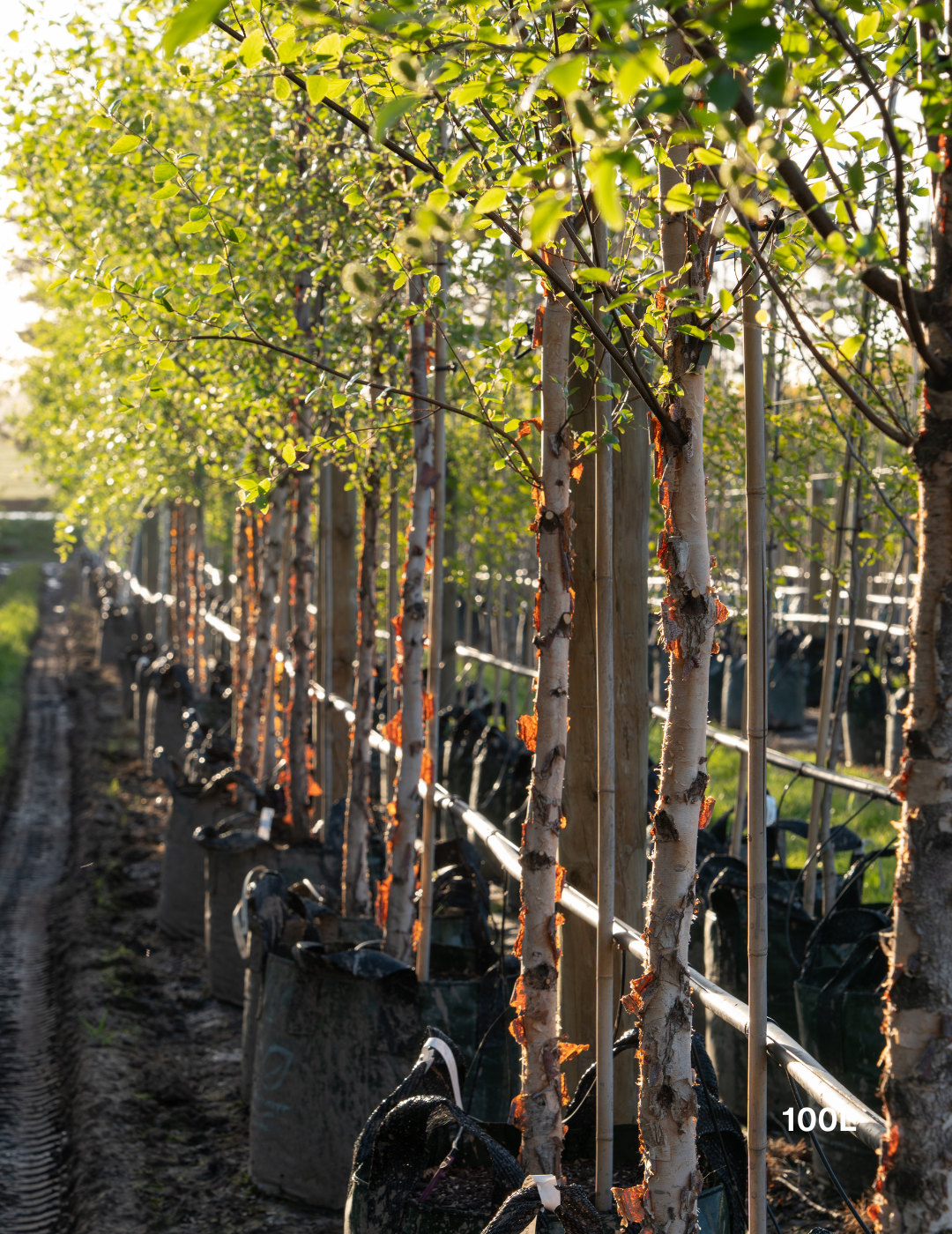Betula pendula 'Nigra' - Black Birch - Evergreen Trees Direct