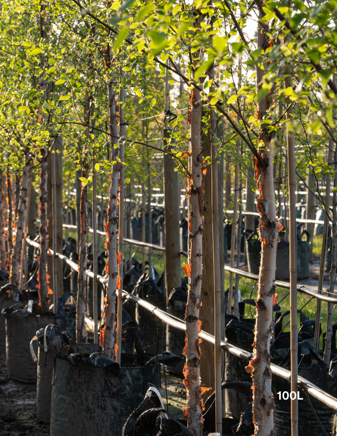 Betula pendula 'Nigra' - Black Birch - Evergreen Trees Direct