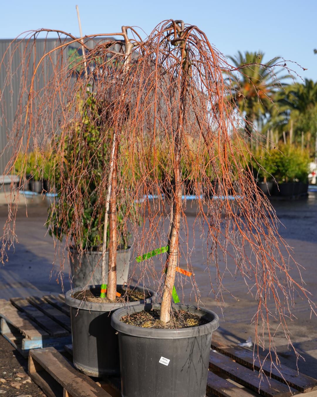 Betula Pendula Youngii
