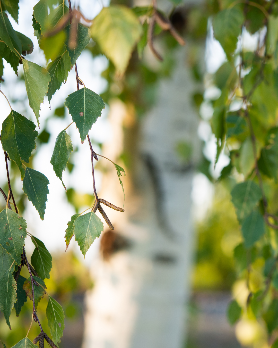 Betula pendula Silver Birch