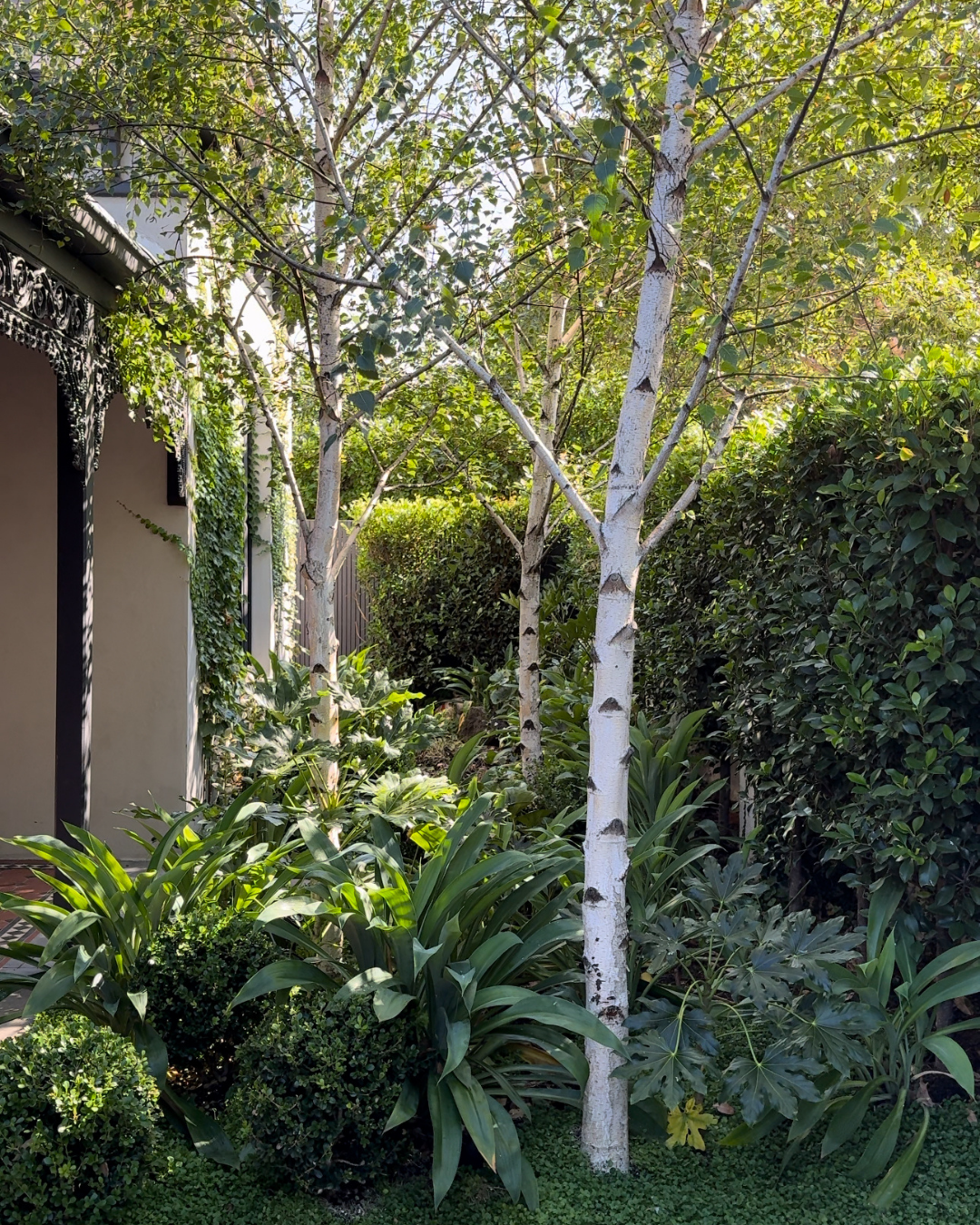 Betula pendula 'Alba' Silver Birch
