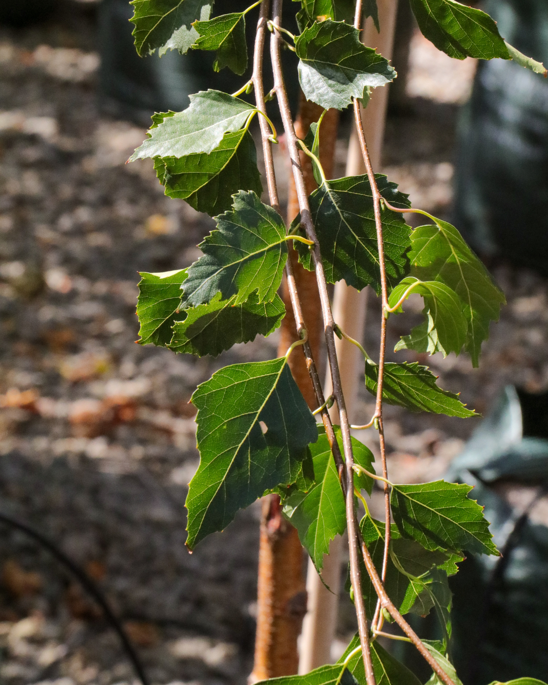 Betula pendula 'Fastigiata' Upright Silver Birch