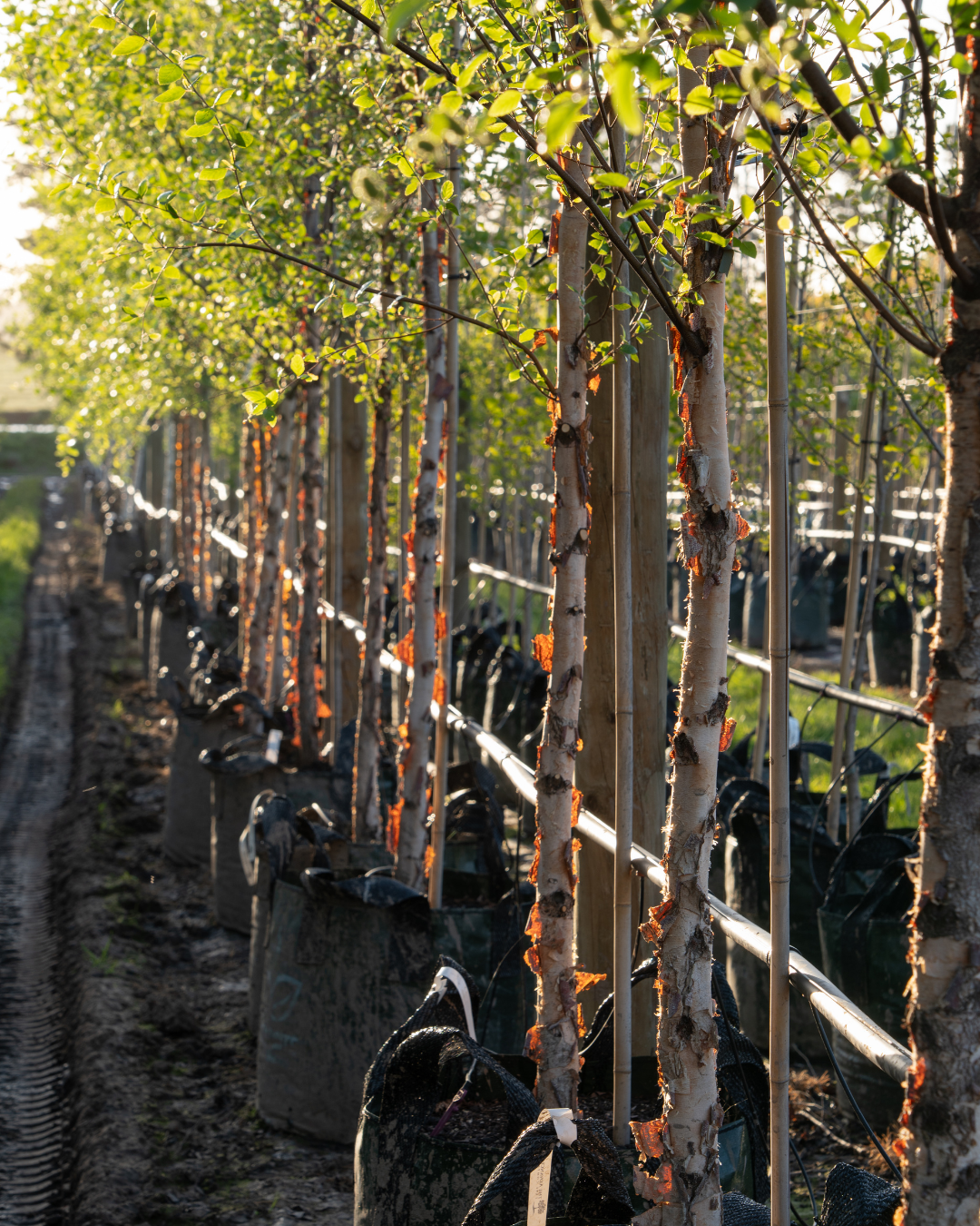 Betula pendula 'Nigra' Black Birch