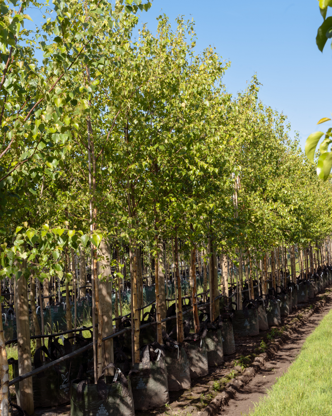 Betula utilis ‘Jacquemontii’ – Himalayan Birch