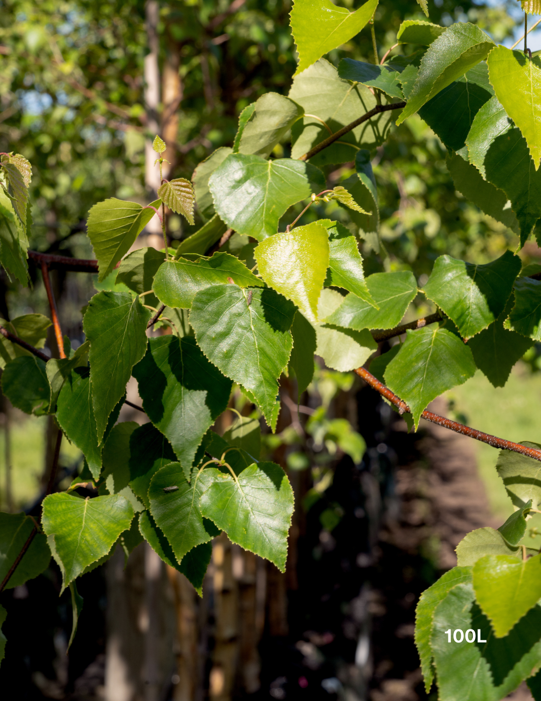 Betula utilis ‘Jacquemontii’ – Himalayan Birch - Evergreen Trees Direct