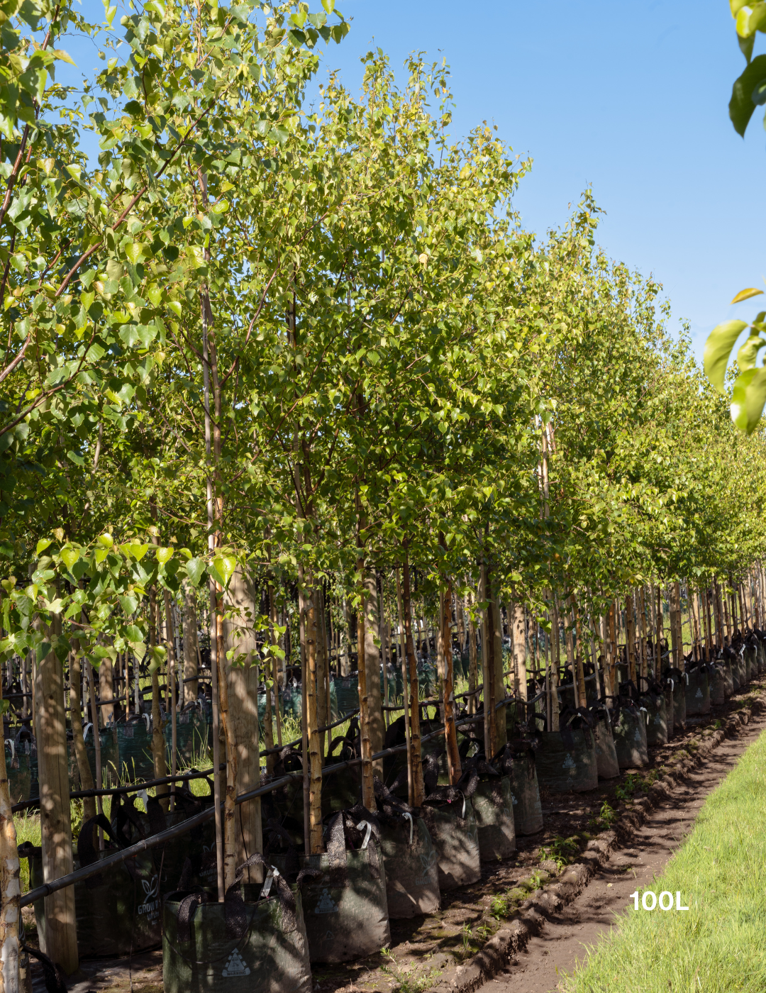 Betula utilis ‘Jacquemontii’ – Himalayan Birch - Evergreen Trees Direct