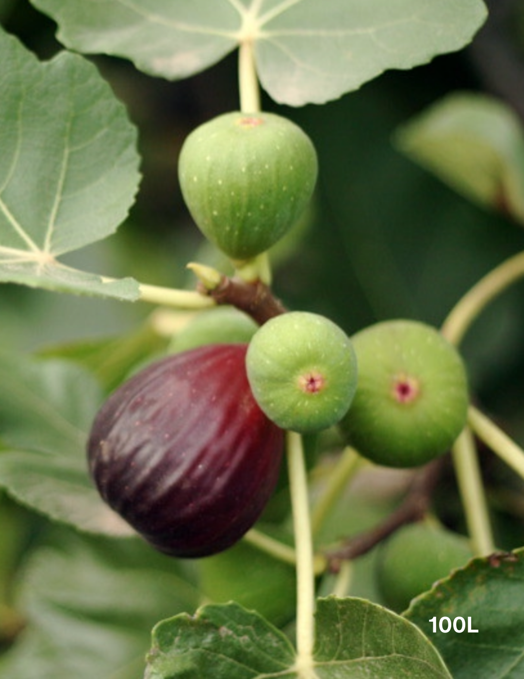 Ficus carica 'Black Genoa' Fig - Evergreen Trees Direct