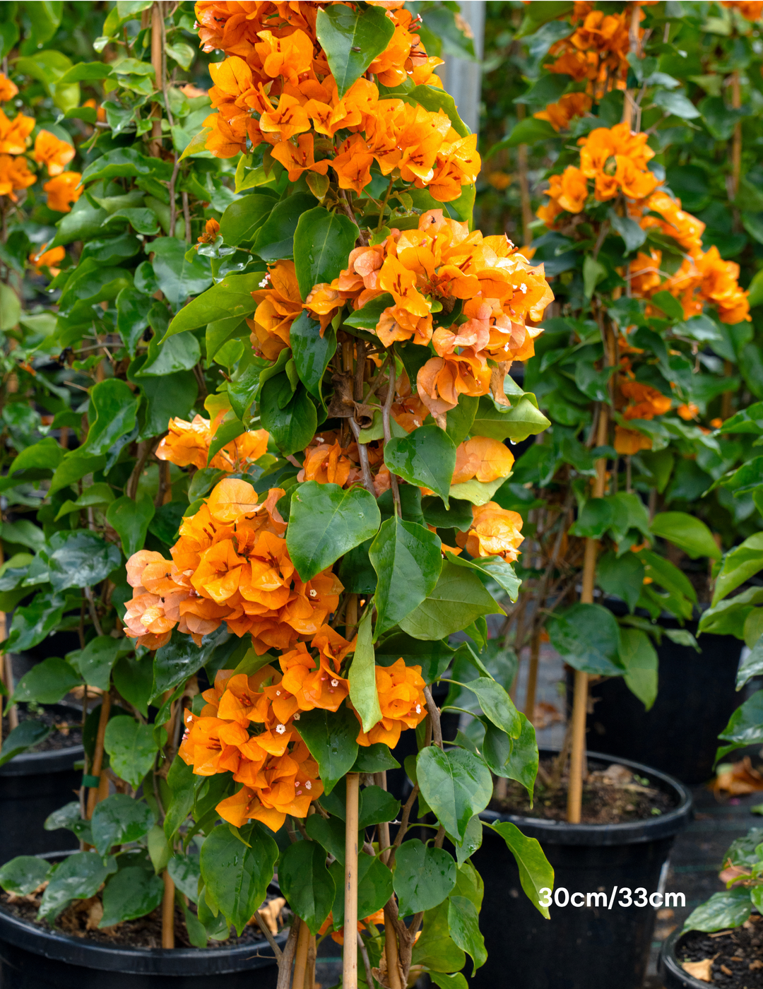 Bougainvillea ‘Inca Gold’ – Golden Orange Flowering Bougainvillea