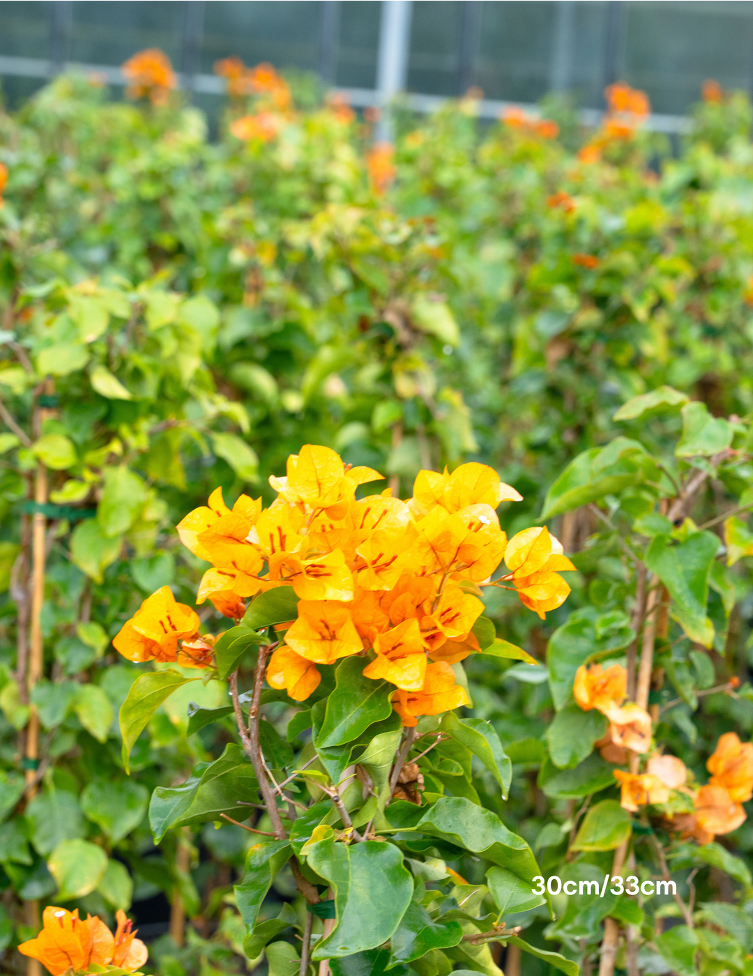 Bougainvillea ‘Inca Gold’ – Golden Orange Flowering Bougainvillea