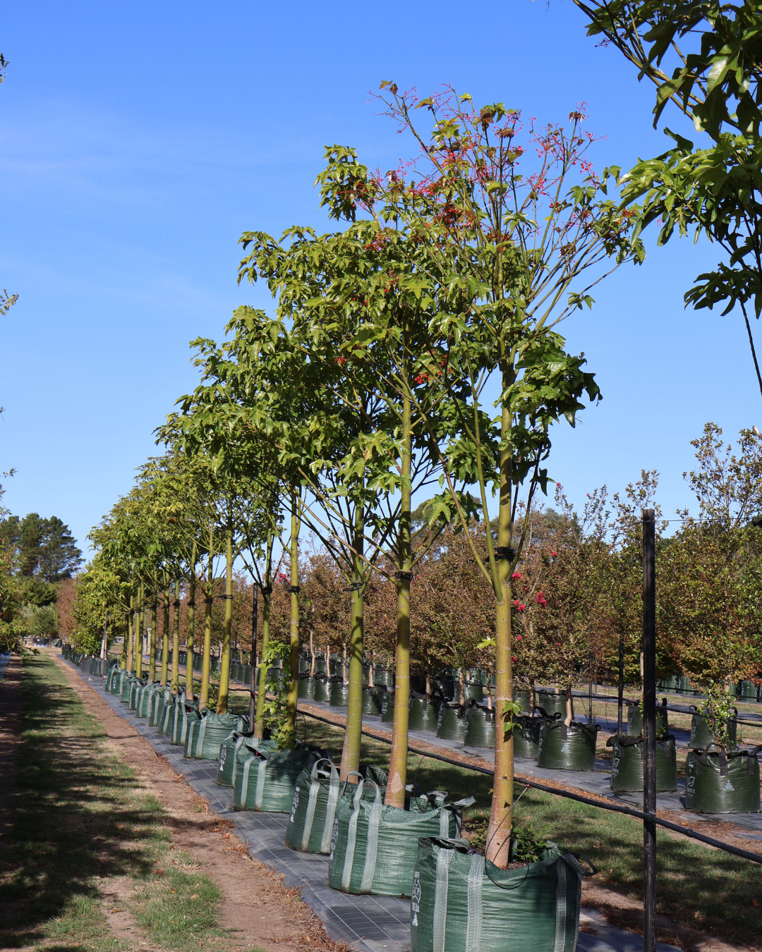 Brachychiton acerifolius (Illawarra Flame Tree)