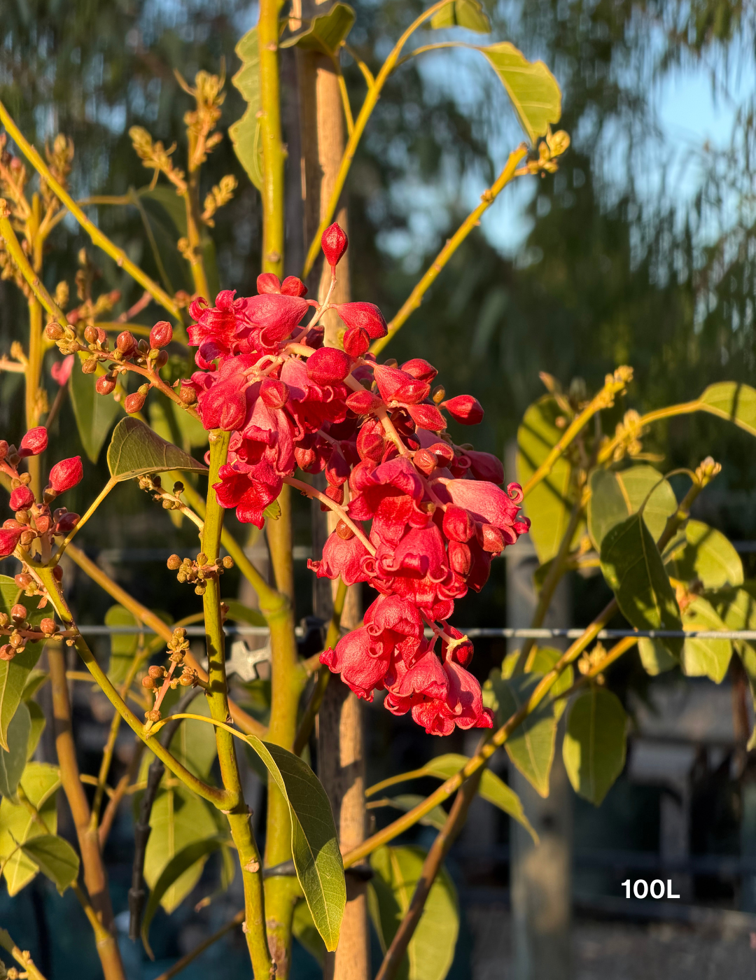Brachychiton populneus x acerifolius 'Jerilderie Red' - Evergreen Trees Direct