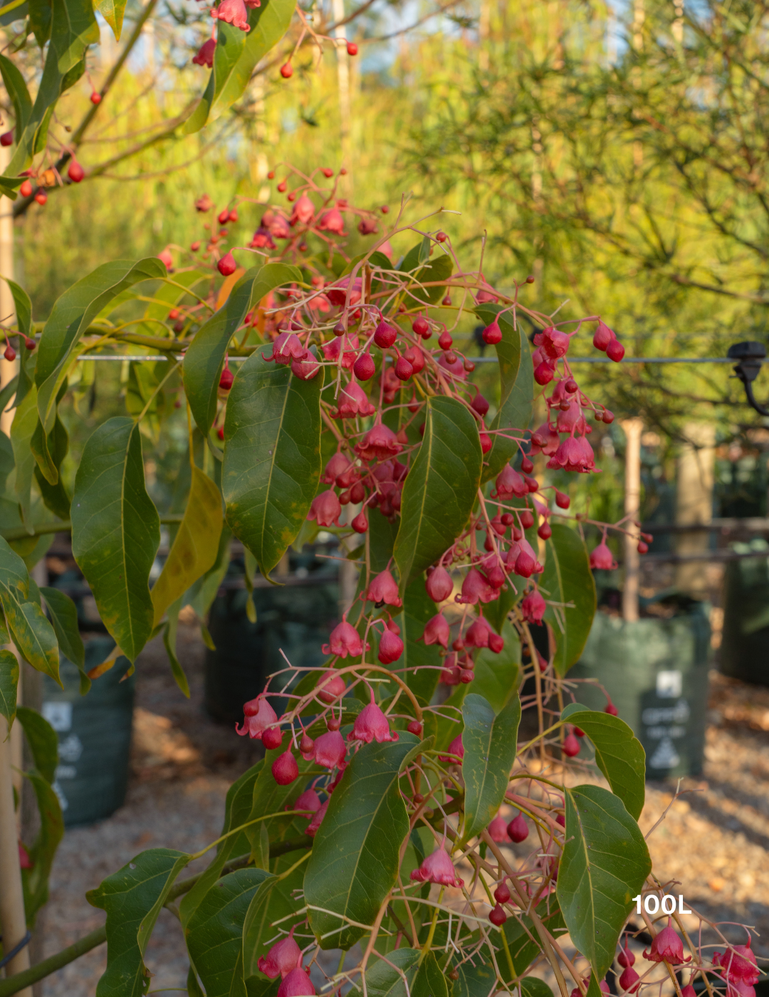 Brachychiton populneus x acerifolius 'Jerilderie Red' - Evergreen Trees Direct