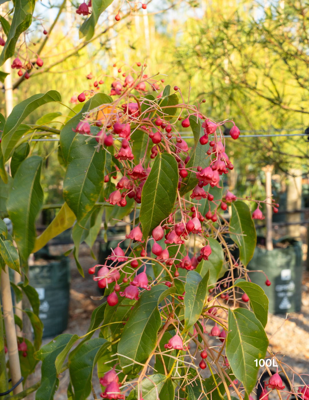 Brachychiton populneus x acerifolius 'Jerilderie Red' - Evergreen Trees Direct