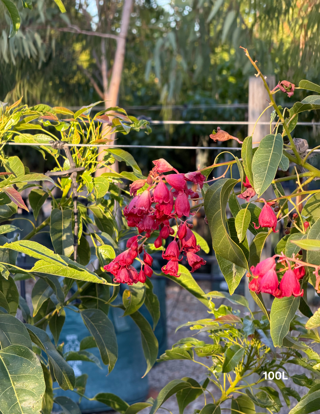 Brachychiton populneus x acerifolius 'Jerilderie Red' - Evergreen Trees Direct