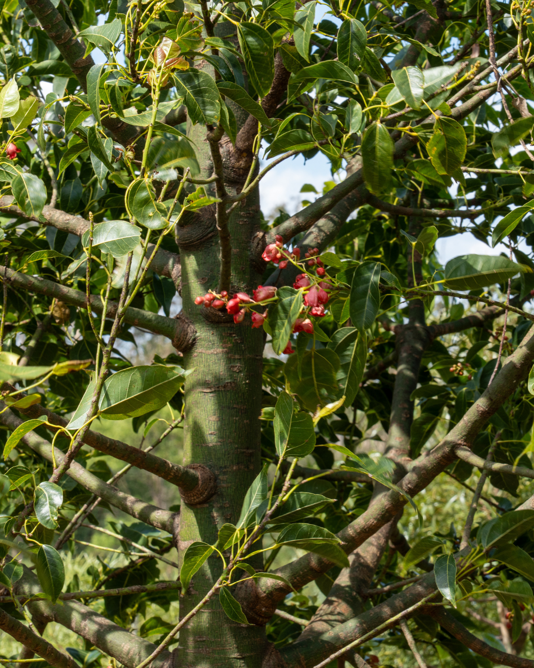 Brachychiton populneus x acerifolius 'Bella Donna'