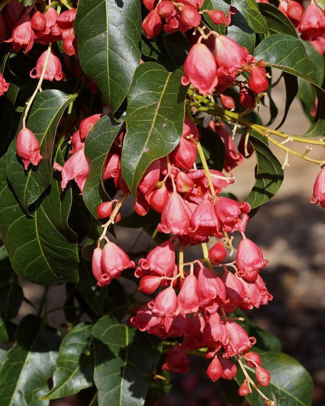 Brachychiton populneus x acerifolius 'Bella Pink'
