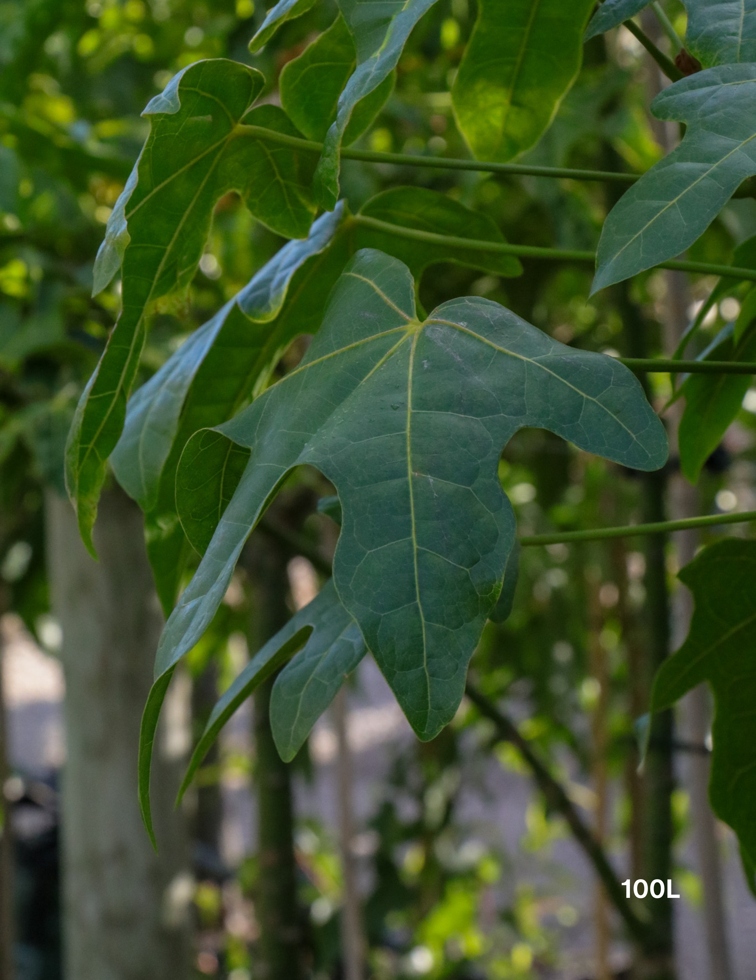 Brachychiton acerifolius (Illawarra Flame Tree) - Evergreen Trees Direct