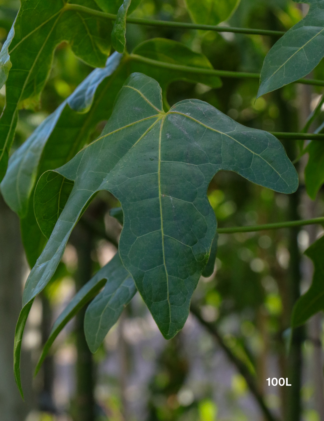 Brachychiton acerifolius (Illawarra Flame Tree) - Evergreen Trees Direct