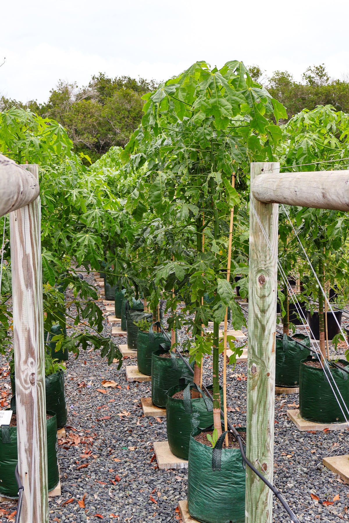 Brachychiton populneus x discolor 'Griffiths Pink' - Evergreen Trees Direct