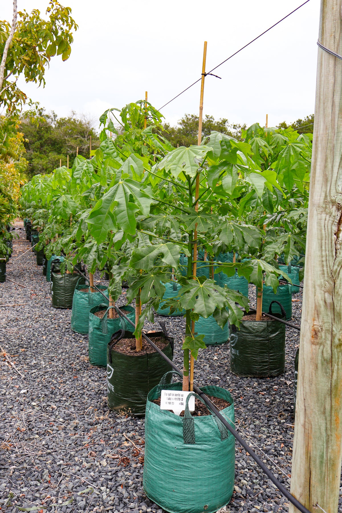 Brachychiton populneus x discolor 'Griffiths Pink' - Evergreen Trees Direct