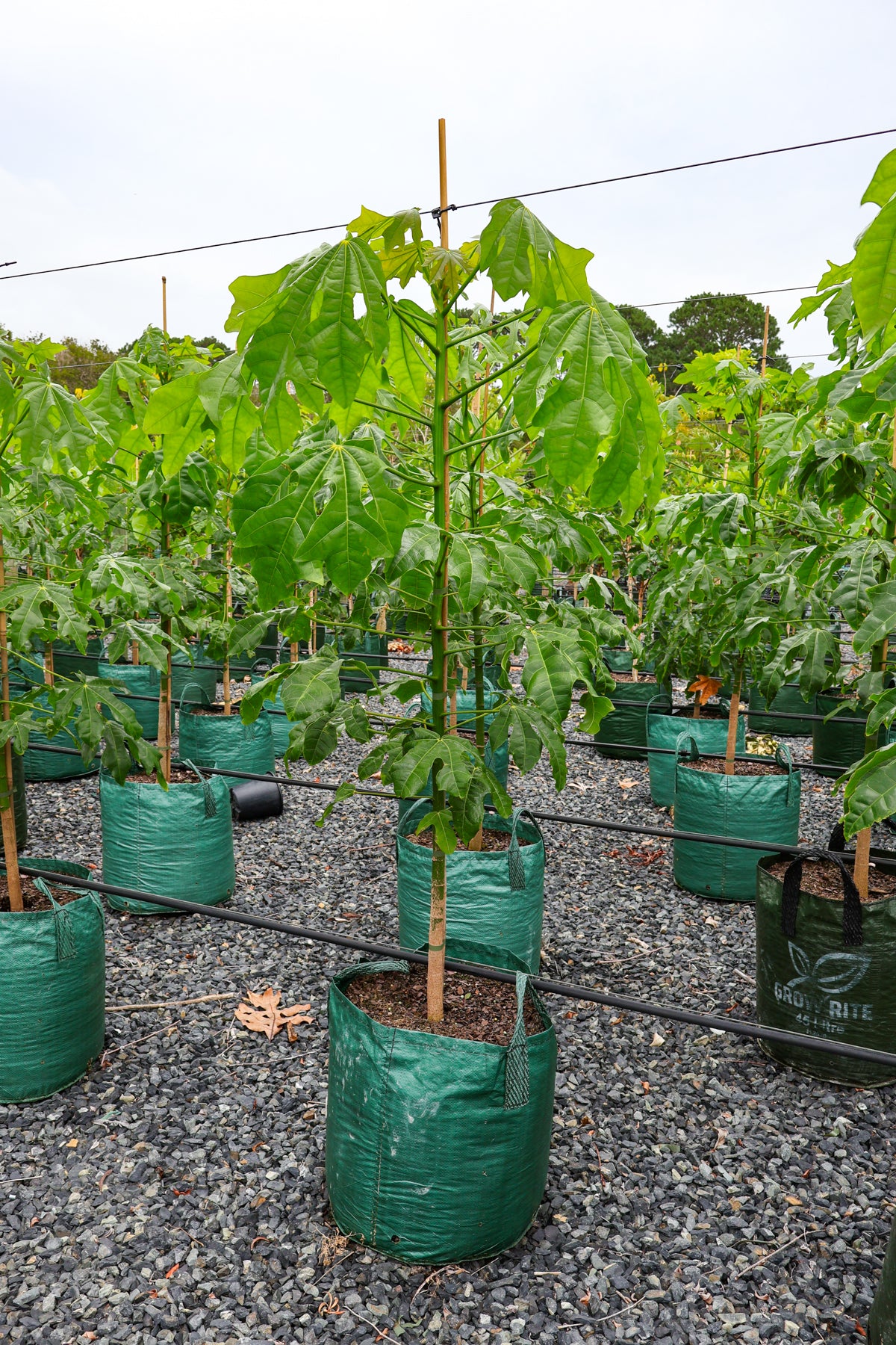 Brachychiton populneus x discolor 'Griffiths Pink' - Evergreen Trees Direct